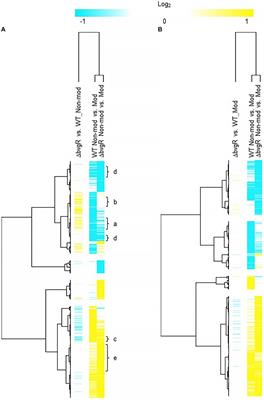 The contribution of BvgR, RisA, and RisS to global gene regulation, intracellular cyclic-di-GMP levels, motility, and biofilm formation in Bordetella bronchiseptica